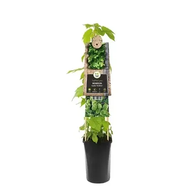 Humulus lupulus 'Nordbrau' - Hop