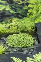 Zuurstofplant Hydrocotyle 'Novae-Zelandiae' - thumbnail