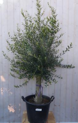 Olijfboom Olea 180 cm Dikke Stam 45 cm hoog Warentuin Natuurlijk - Warentuin natuurlijk Olijfboom Olea 180 cm Dikke Stam 45 cm hoog Warentuin Natuurlijk - Warentuin natuurlijk