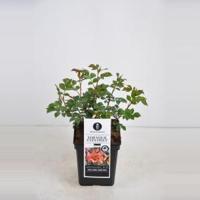 Persica roos (rosa persica "For your Eyes only"®) - thumbnail