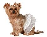 Kostuum voor honden Maat M Tutu - thumbnail