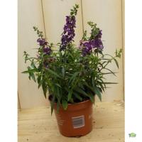 3 stuks! Diascia paars Warentuin Natuurlijk - Warentuin natuurlijk - thumbnail