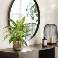 Aglaonema N Kunstplant 40cm - thumbnail