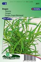 Dragon zaden Artemisia Dracunculus - thumbnail