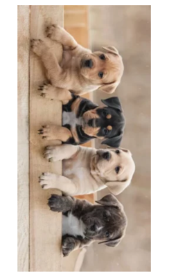 Honden Strandlaken horizontaal - 70 x 140 cm Honden Strandlaken horizontaal - 70 x 140 cm