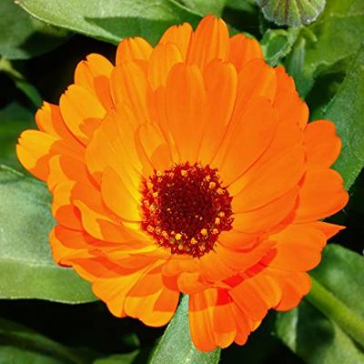 Calendula Officinalis zaden Balls Orange goudsbloem
