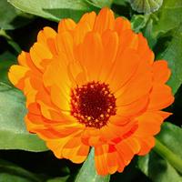 Calendula Officinalis zaden Balls Orange goudsbloem - thumbnail