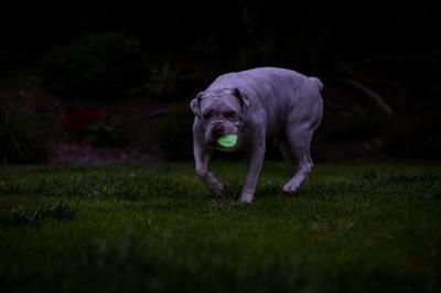 CHUCKIT MAX GLOW AIR FETCH BALL - thumbnail