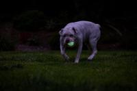 Chuckit max glow air fetch ball - thumbnail