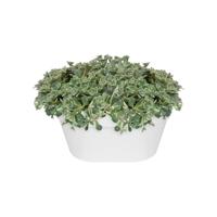 Elho wandbak loft urban 40cm wit - thumbnail