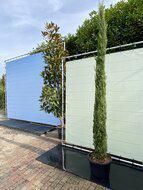 Cupressus Sempervirens Stricta - Italiaanse cipres - hoogte 300 cm