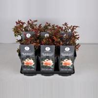 Trosroos (rosa "Fragrant Delight") - thumbnail