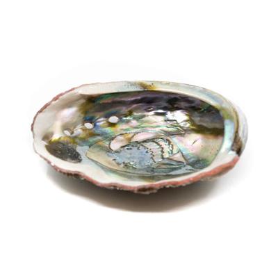 Abalone Schelp - Groot - 90 tot 100 mm Abalone Schelp - Groot - 90 tot 100 mm