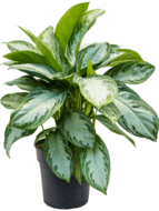 Aglaonema silver bay S kamerplant - thumbnail