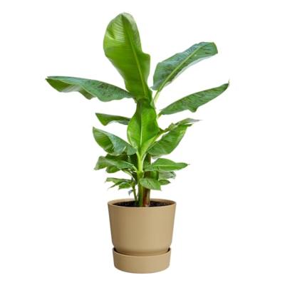 Elho Bloempot Greenville Rond 40cm Goudkleurig Zand