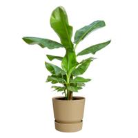 Elho bloempot Greenville Round 30cm Goudkleurig Zand - thumbnail