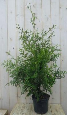 Conifeer Brabant 110 cm Thuja Warentuin Natuurlijk - Warentuin natuurlijk