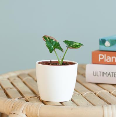 Syngonium Red Spot Tricolor - P6