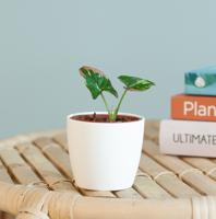 Syngonium Red Spot Tricolor - P6 - thumbnail