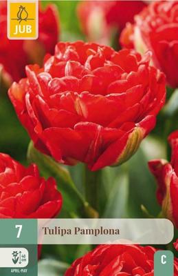 Tulp pamplona 7 bollen
