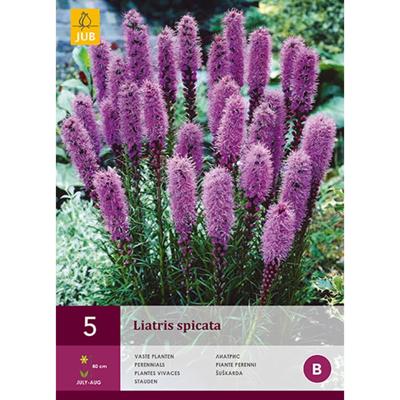 Liatris spicata