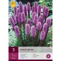 Liatris spicata - thumbnail
