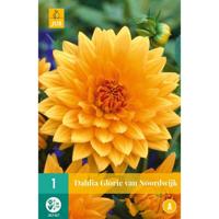 Dahlia glorie van Noordwijk - thumbnail