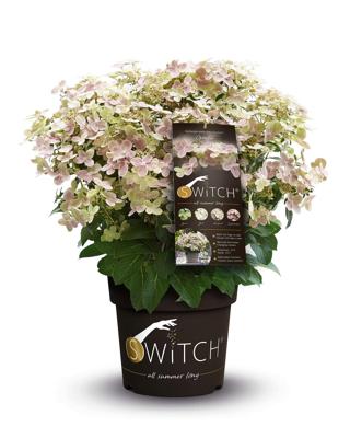 Hydrangea Paniculata Switch Ophelia - Hortensia - P19 Hydrangea Paniculata Switch Ophelia - Hortensia - P19