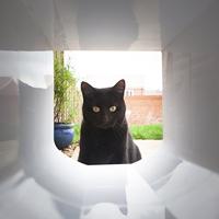 SureFlap Pet door tunnel Tunnelverlenging Wit 1 stuk(s) - thumbnail
