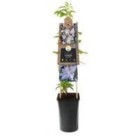 Grootbloemige Clematis Blue Angel 120 cm klimplant - thumbnail