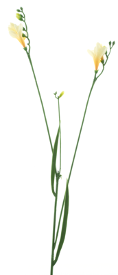 Freesia spray cream/yellow 76 cm kunstbloem Erutan Avon - Erutan avon