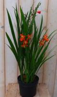 Crocosmia kuipplant ongeveer 65 cm met bloem Warentuin Natuurlijk - Warentuin natuurlijk - thumbnail