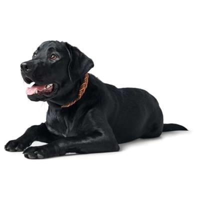 HUNTER Hondenhalsband Solid Education Cord, bruin-oranje, Maat: 55