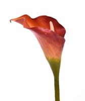 Calla kunstbloem deluxe 55 cm oranje - thumbnail