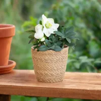 Helleborus - Kerstroos - P12 - thumbnail