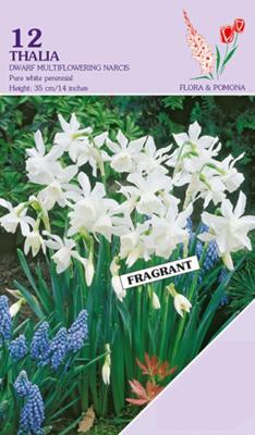 Narcis Thalia 12 bollen