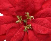 Bloem op clip Poinsettia dia.16cm - thumbnail