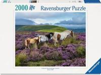Ravensburger legpuzzel wild horses in the heather - 2000st. - thumbnail