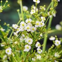 Waterweegbree (Alisma parviflora) moerasplant (6-stuks) - thumbnail