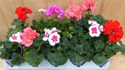 Geranium Staand 10 potjes in tray kleur mix Warentuin Natuurlijk - Warentuin natuurlijk