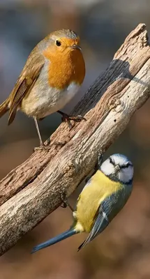 Alexsar Art Tuinschilderij robbi & kool 130x70cm