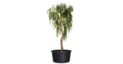 Nature container 50 liter