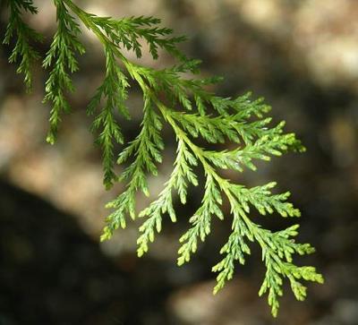 Jiri & Friends Wierook Green Cedar Jiri & Friends Wierook Green Cedar