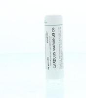 Carduus marianus D6 - thumbnail