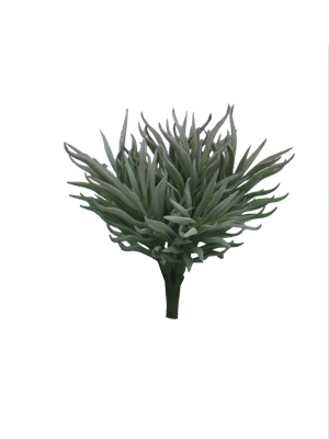 Crassula Himalaya pick grey 15cm Erutan Avon - Erutan avon