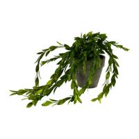 Hangplantje in potje - lang blad - thumbnail