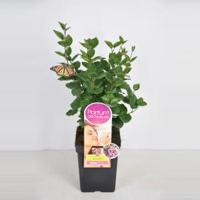 Dwergsering (syringa "Tinkerbelle"®Parfum de Nature) - thumbnail