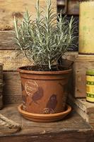 Sizzix • tim holtz thinlits die set silhouette birds 9pcs - thumbnail