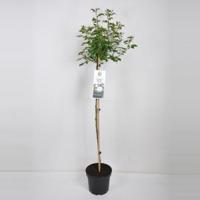 Trosroos op stam (rosa "Aspirin Rose"®) - Op stam 110 cm - 1 stuks - thumbnail