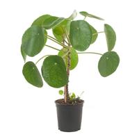 Pannenkoekplant op stam - P 15 cm - thumbnail